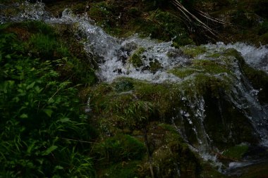 Bereketli yeşillik, saf çağlayan orman şelalesi çerçevesi.