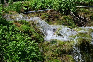 Canlı orman taşları üzerinde suyun ahenkli hareketi