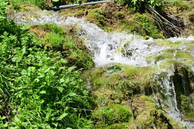Canlı orman taşları üzerinde suyun ahenkli hareketi