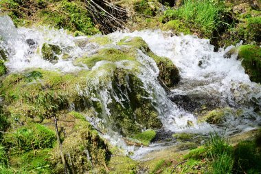 Canlı orman taşları üzerinde suyun ahenkli hareketi