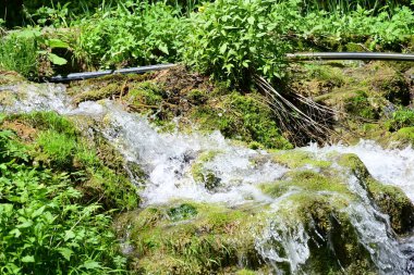 Sessiz ormanlık kayalarda dans eden narin damlacıklar.