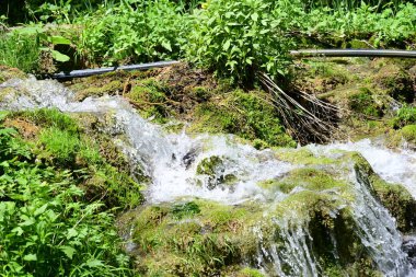 Temiz su akıntısı olan manzaralı orman manzarası
