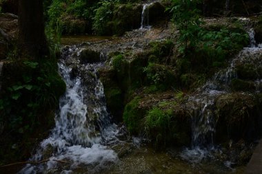 Kalın yapraklarla çevrili zarif şelale ayrıntıları.