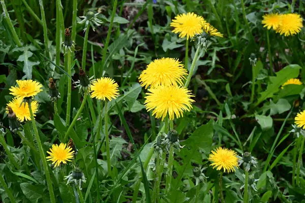 Sarı dandelion bir çayırda 