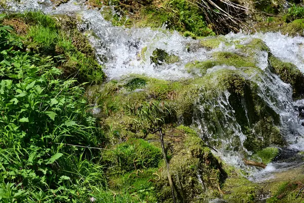 Canlı orman taşları üzerinde suyun ahenkli hareketi