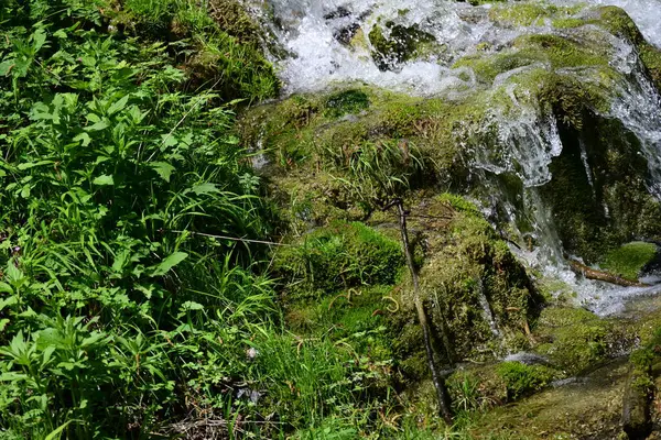 Canlı orman taşları üzerinde suyun ahenkli hareketi