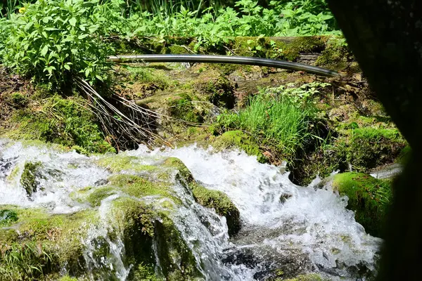 Sessiz ormanlık kayalarda dans eden narin damlacıklar.