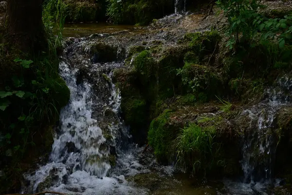 Kalın yapraklarla çevrili zarif şelale ayrıntıları.