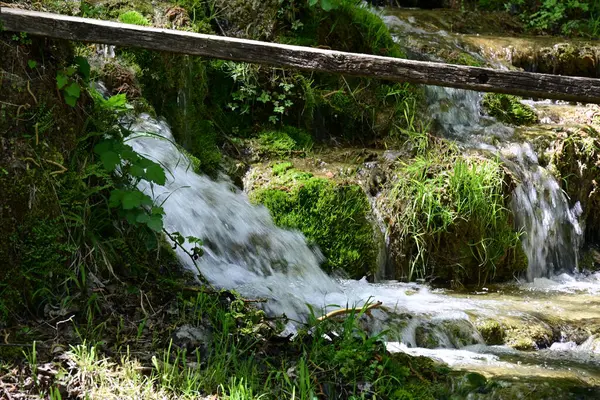 Bereketli orman manzarasında rüya gibi su dokuları