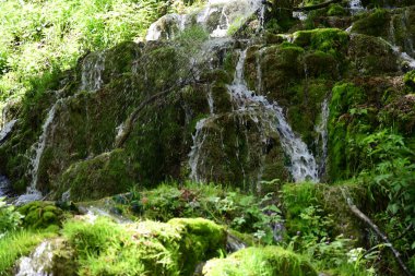 Temiz ve canlı detayları olan güzel bir orman şelalesi.