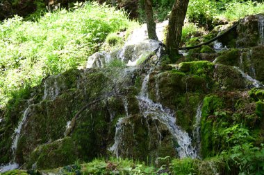 Temiz ve canlı detayları olan güzel bir orman şelalesi.