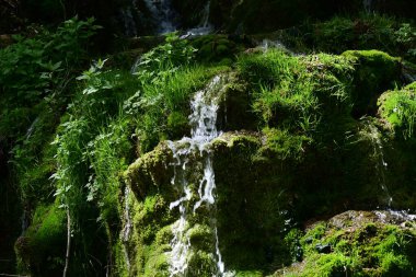 Narin su akıntısı yosun tutmuş kayaların üzerine düşüyor.