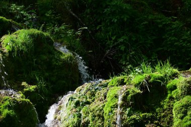 Narin su akıntısı yosun tutmuş kayaların üzerine düşüyor.