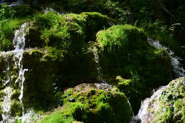 Ferahlatıcı orman atmosferinde sessiz, doğal bir şelale