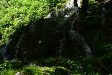 Yeşil yapraklarla çevrili el değmemiş şelalenin yakın görüntüsü