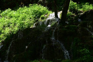 Yeşil yapraklarla çevrili el değmemiş şelalenin yakın görüntüsü