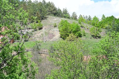 Yaz ortasında güneşli çam ağaçlarının huzurlu manzarası.