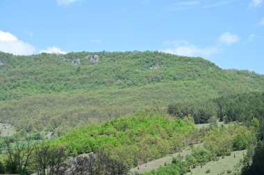 Yaz ortasında güneşli çam ağaçlarının huzurlu manzarası.