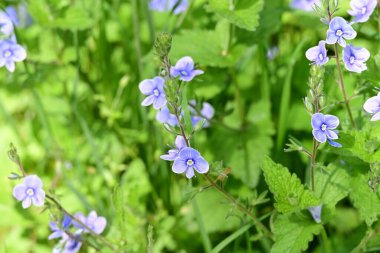 Yaz bahçesinde açan güzel çiçeklerin yakın plan görüntüsü.        