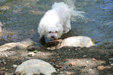 Köpekli canlı bir dağın arasında saklı bir şelale..