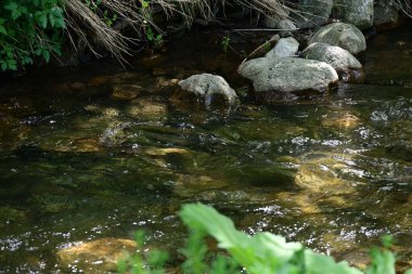 Engebeli tepelerin altındaki bir zümrüt ormanında sessiz bir su düşüşü.