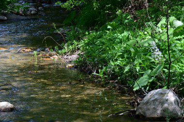 Dağlık bir arazide yeşil ağaçların arasından akan hafif bir şelale.. 