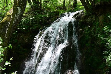 Huzurlu orman şelalesinden canlı bir sıçrama.