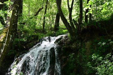 Kristal şelalenin tatlı ormandaki hafif hareketi
