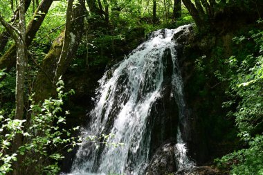 Saf çağlayan şelaleli huzurlu orman ormanı.