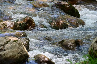 Küçük bir şelale yemyeşil dağ ormanında yuva yapmış..