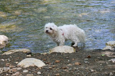 Beyaz köpek gündüz vakti dağ nehrinin kıyısında yürüyor.