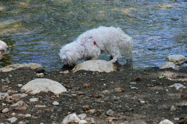 Beyaz köpek gündüz vakti dağ nehrinin kıyısında yürüyor.
