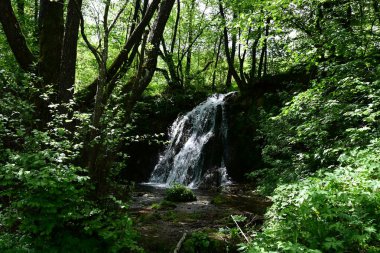 Saf çağlayan şelaleli huzurlu orman ormanı.