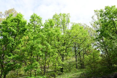 Gelişen yeşil bir ormanın canlı bir yaz sahnesi..