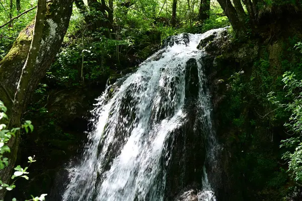 Huzurlu orman şelalesinden canlı bir sıçrama.