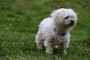 Bahçede yürüyen Bichon Frise köpeğinin yakın portresi