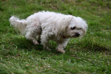 Bahçede yürüyen Bichon Frise köpeğinin yakın portresi
