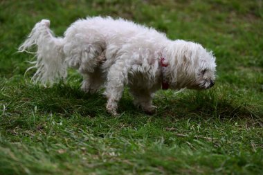 Bahçede yürüyen Bichon Frise köpeğinin yakın portresi