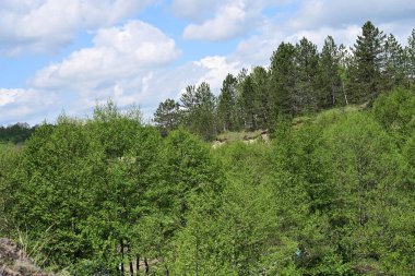 Orman yeşili yaz güneşinin altında parlıyor..