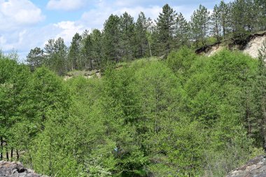 Gündüz vakti, yazın ortasında bir orman..