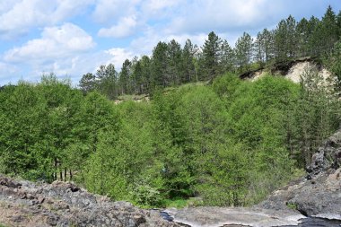 Orman yeşili yaz güneşinin altında parlıyor..
