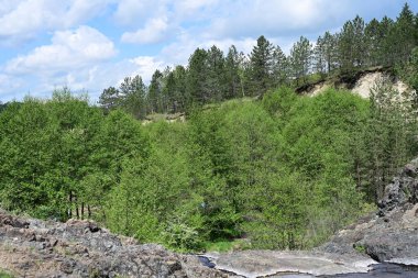 Gündüz vakti, yazın ortasında bir orman..