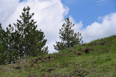 Yaz güneşinin altında parlayan yeşil orman.