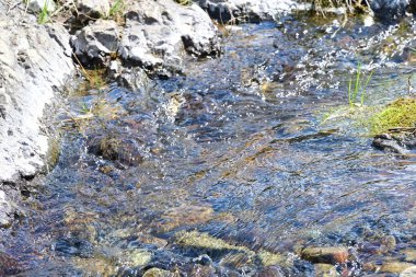 Küçük bir şelale yemyeşil dağ ormanında yuva yapmış..