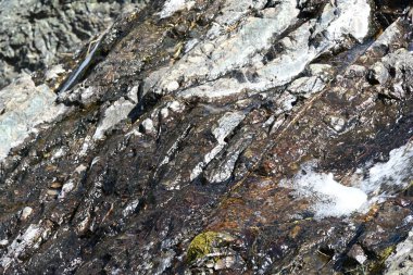 Durgun su akıntısı doğal ormanlık alandan akıyor.