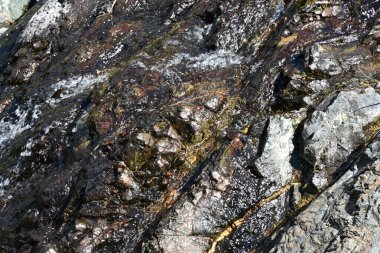 Durgun su akıntısı doğal ormanlık alandan akıyor.