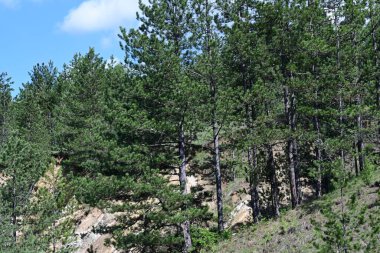 Yazın ormanın açık gündüz görüntüsü..