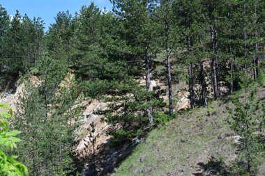 Orman yeşili yaz güneşinin altında parlıyor..