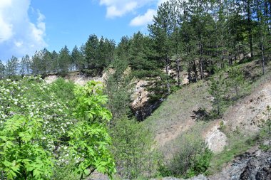 Yaz ortasında bir ormanı aydınlatan gün ortası ışığı..