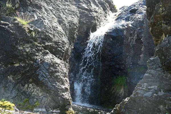 Yumuşak gün ışığında berrak bir orman şelalesi manzarası